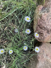 Erigeron divergens