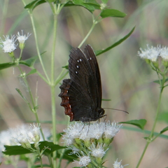 Gyrocheilus patrobas