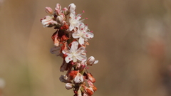 Eriogonum wrightii membranaceum