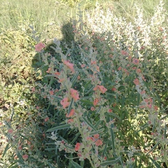 Sphaeralcea angustifolia