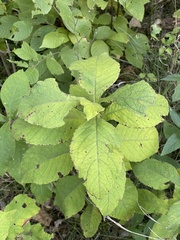 Triosteum aurantiacum