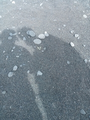 Charadrius bicinctus