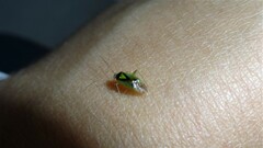 Orthops