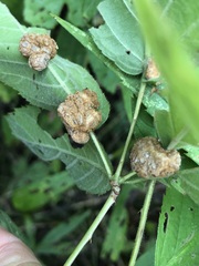 Neolasioptera farinosa