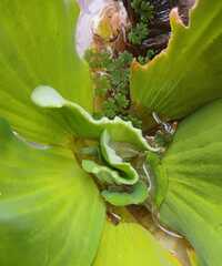 Pistia stratiotes