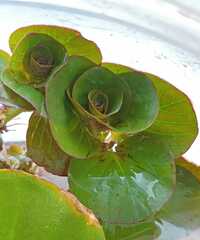 Ludwigia helminthorrhiza