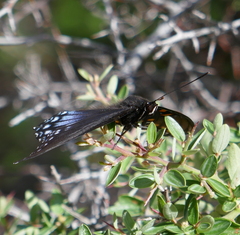 Limenitis arthemis arizonensis