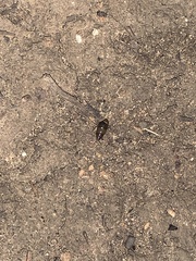 Cochlicopa lubrica