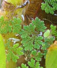 Azolla