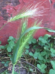 Hordeum secalinum