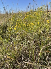 Gutierrezia dracunculoides