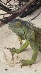 Iguana iguana