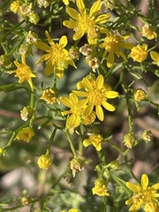 Gutierrezia dracunculoides