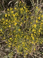 Gutierrezia dracunculoides