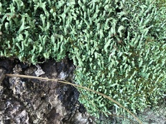 Cladonia cylindrica