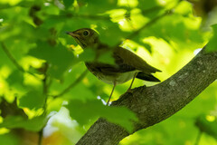 Hylocichla mustelina