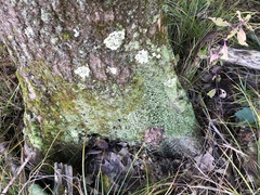 Cladonia cylindrica