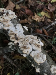 Gloeoporus dichrous