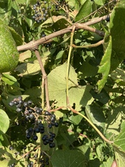 Vitis cinerea