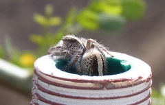 Megafreya sutrix