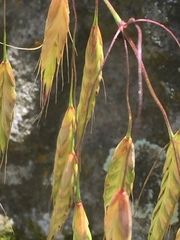 Bromus secalinus