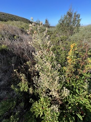 Pseudognaphalium ramosissimum