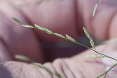 Eragrostis curtipedicellata