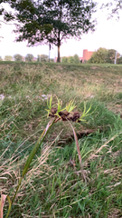 Bolboschoenus maritimus