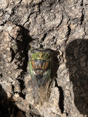 Neotibicen tibicen australis