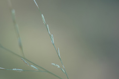 Eragrostis curtipedicellata