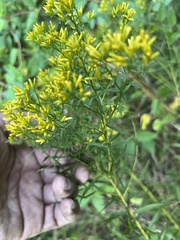 Euthamia leptocephala