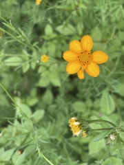 Dyssodia tagetiflora