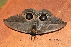 Automeris basalis
