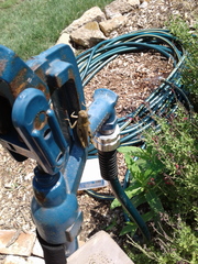 Melanoplus differentialis