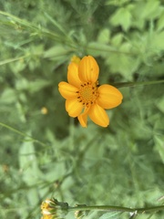 Dyssodia tagetiflora