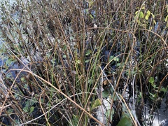 Schoenoplectus torreyi