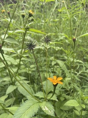 Dyssodia tagetiflora
