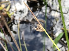 Schoenoplectus torreyi