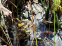 Schoenoplectus torreyi