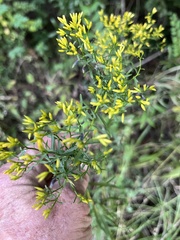 Euthamia leptocephala