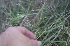 Eragrostis curtipedicellata