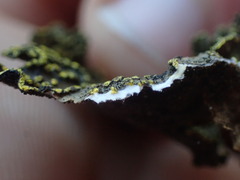Pseudocyphellaria citrina