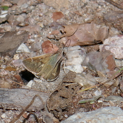 Atrytonopsis pittacus