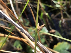 Schoenoplectus torreyi