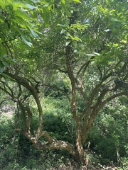 Iochroma arborescens