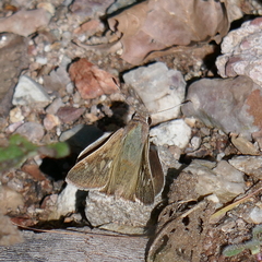 Atrytonopsis pittacus