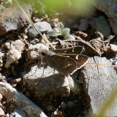Atrytonopsis pittacus