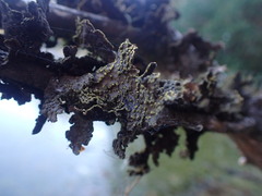 Pseudocyphellaria citrina