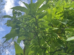 Iochroma arborescens