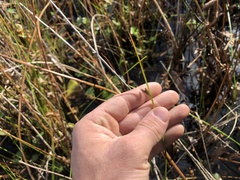 Schoenoplectus torreyi